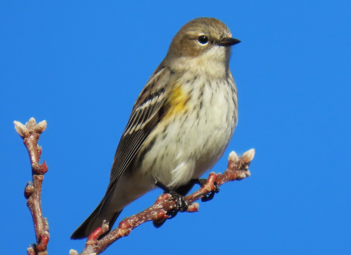 Yellow-rumped Warbler - ML626533150