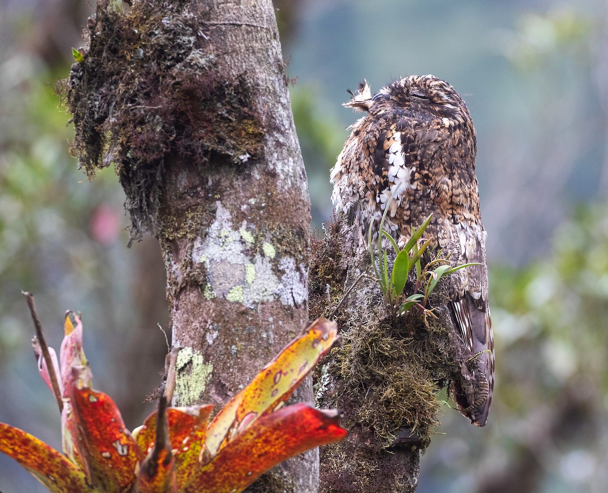 Andean Potoo - ML626533158