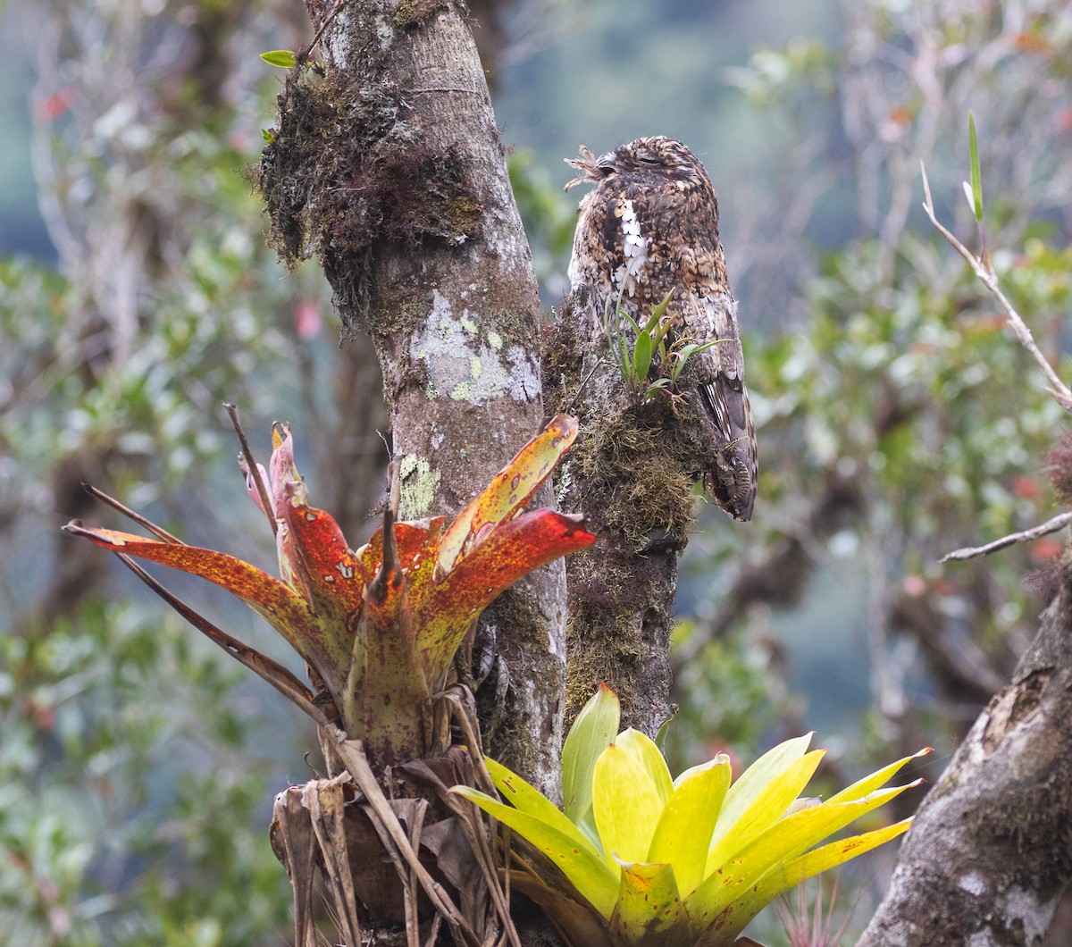 Andean Potoo - ML626533162