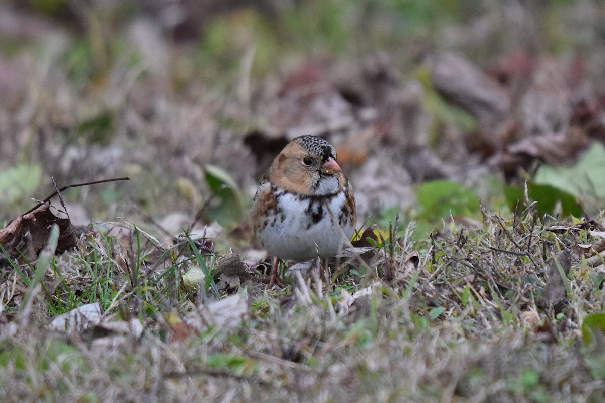 Harris's Sparrow - ML626533225