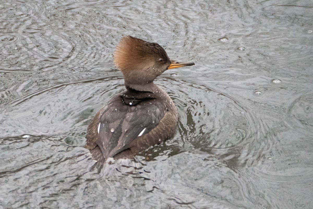 Hooded Merganser - ML626533227