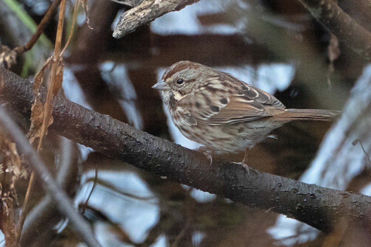 Song Sparrow - ML626533308