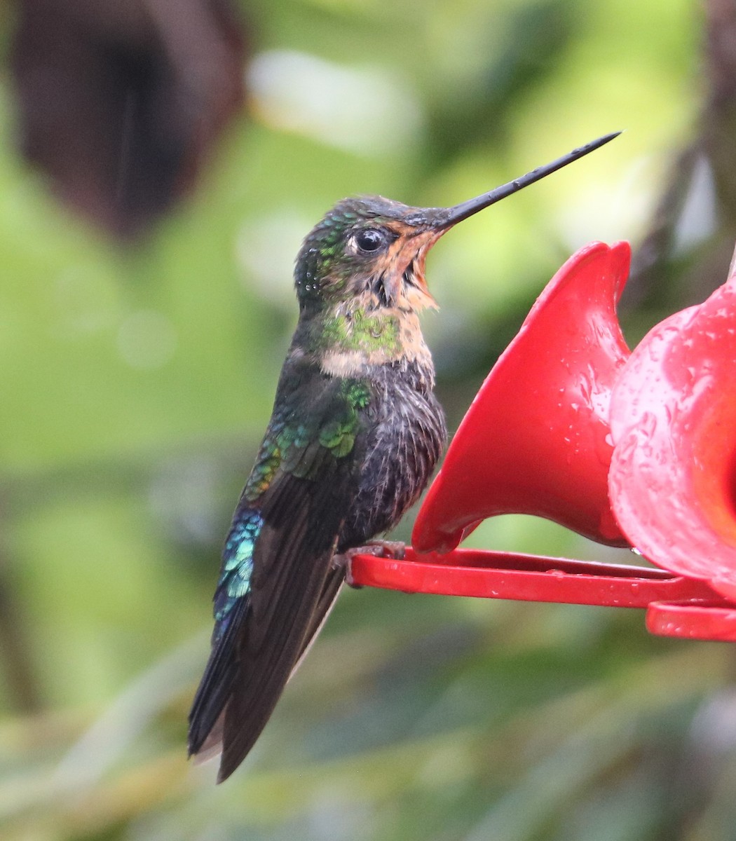 Blue-throated Starfrontlet - ML626533351