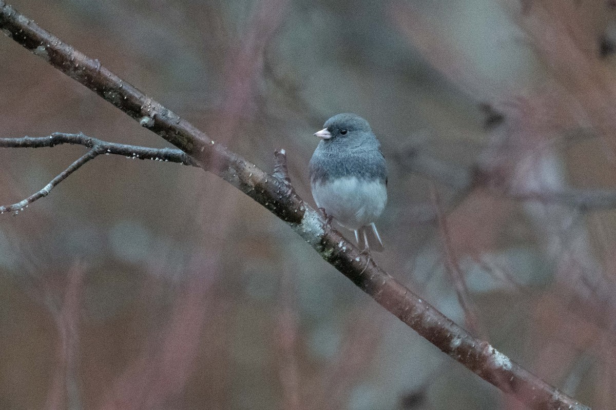 Dark-eyed Junco (Slate-colored) - ML626533380