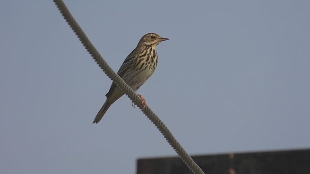 Pipit des arbres - ML626533480