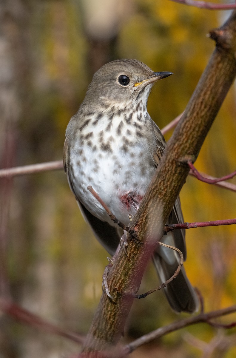 Hermit Thrush - ML626533557