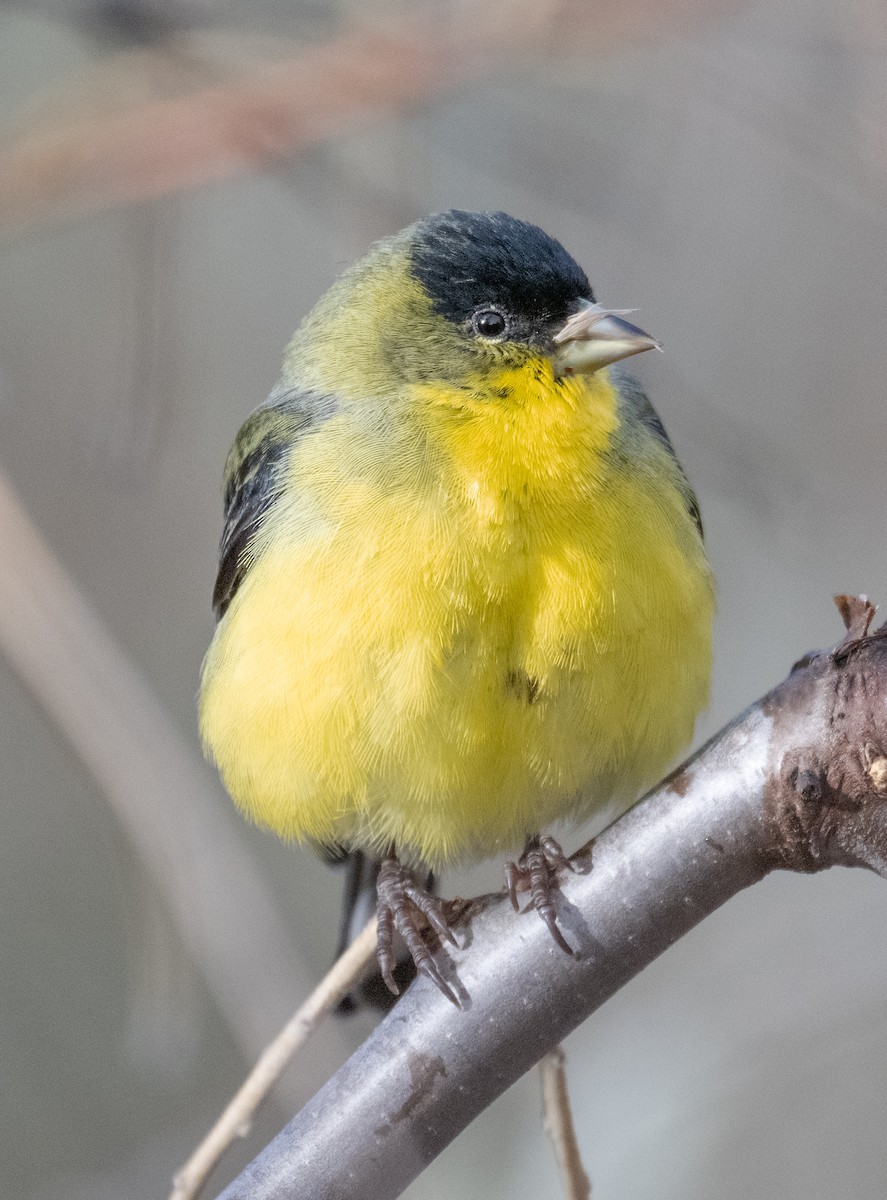 Lesser Goldfinch - ML626533591