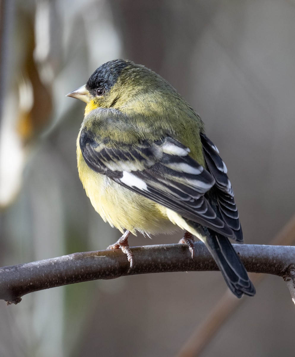 Lesser Goldfinch - ML626533592