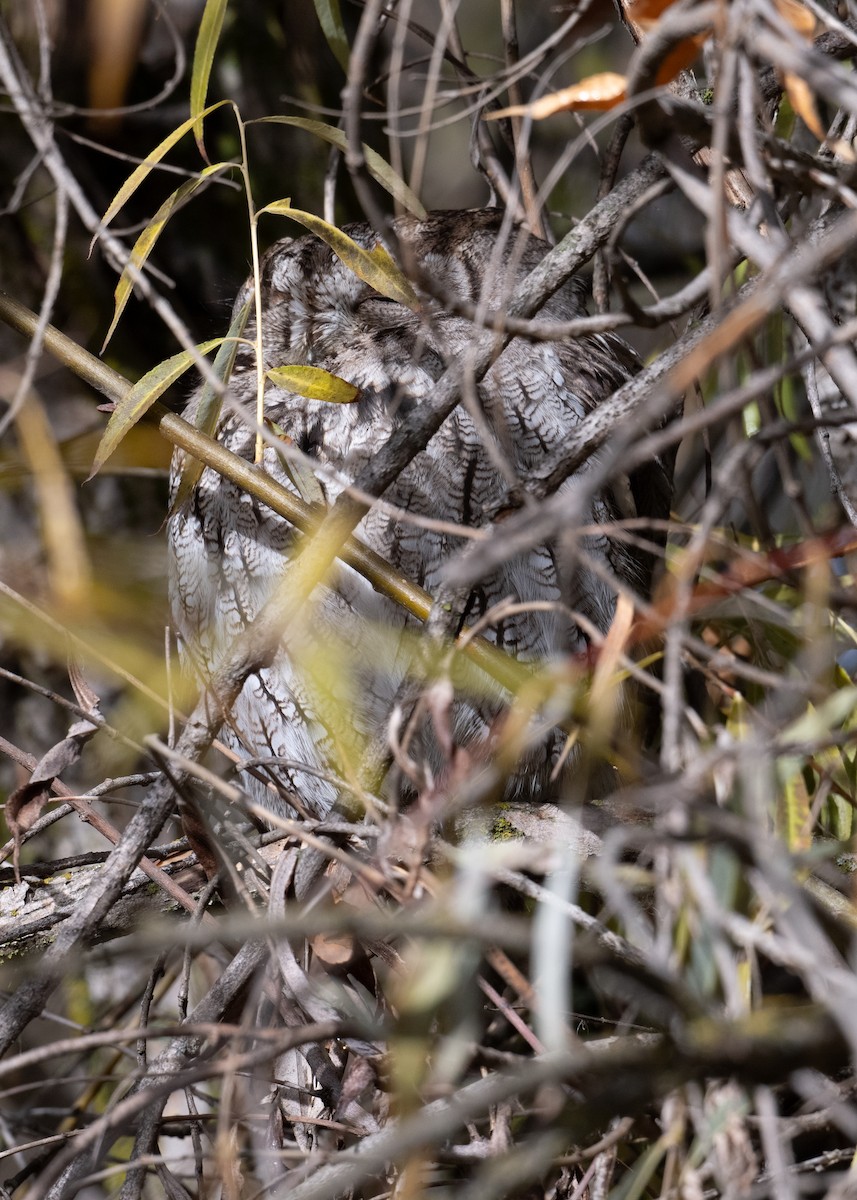 Western Screech-Owl - ML626533617