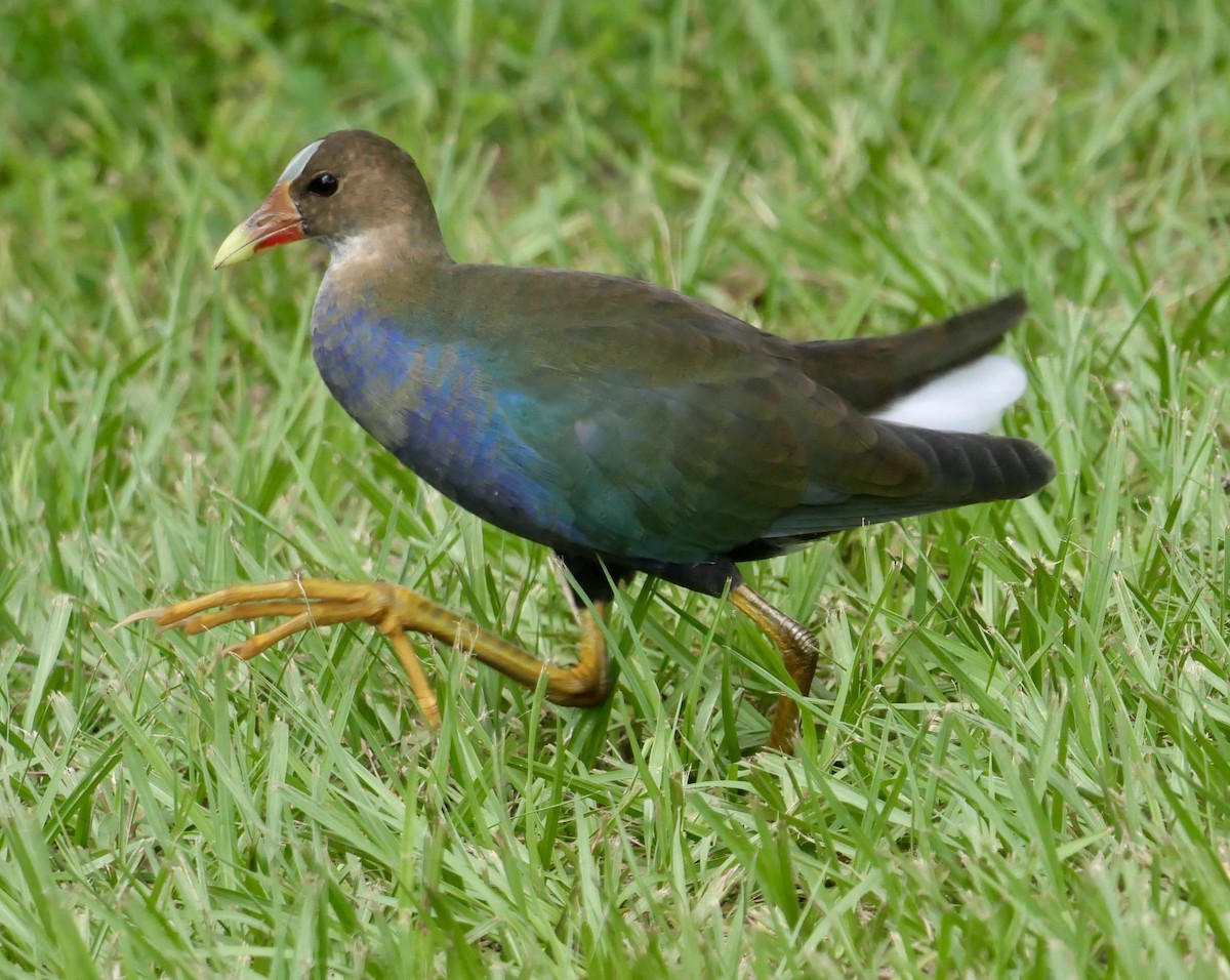 Purple Gallinule - ML626533851