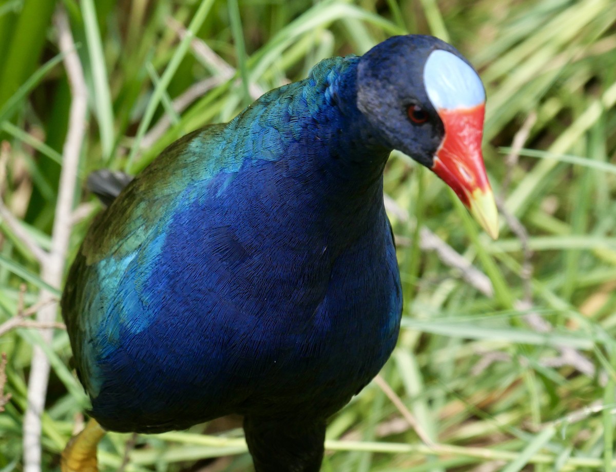 Purple Gallinule - ML626533852