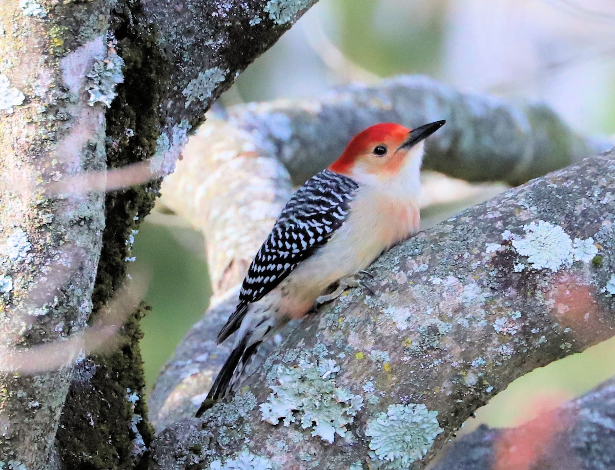 Red-bellied Woodpecker - ML626534181