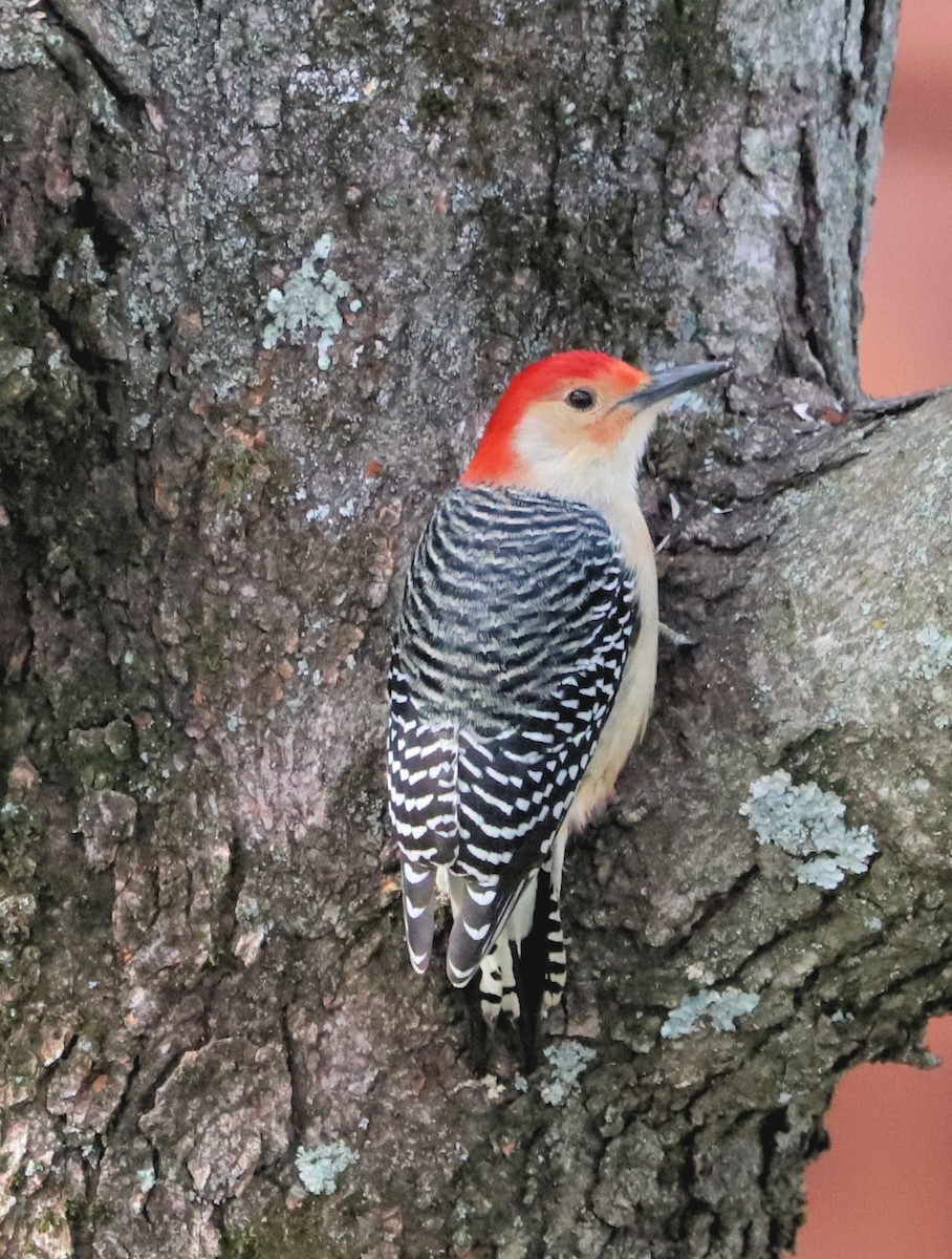 Red-bellied Woodpecker - ML626534188