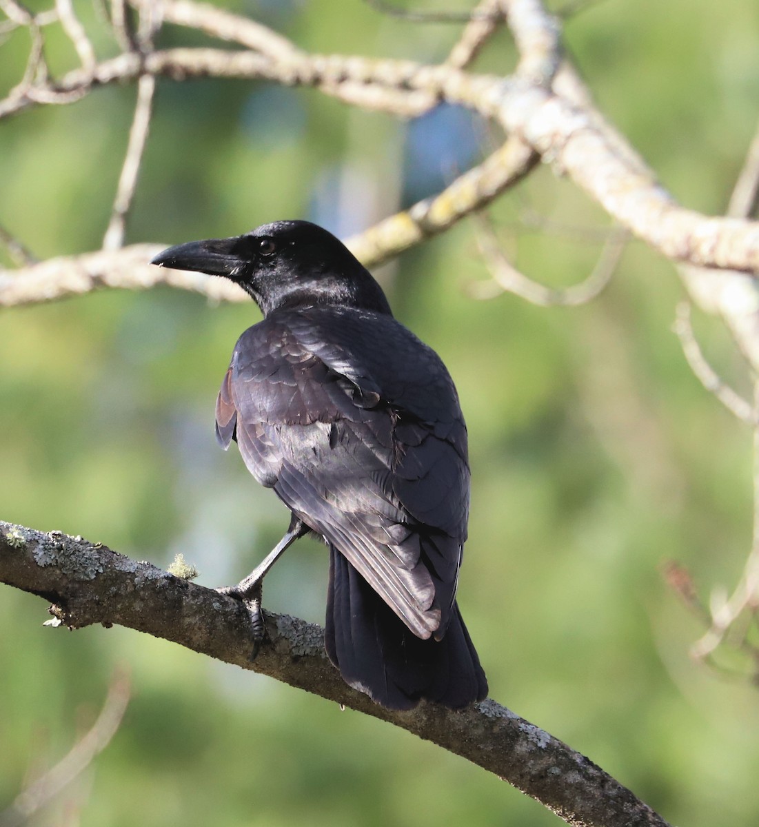 American Crow - ML626534199