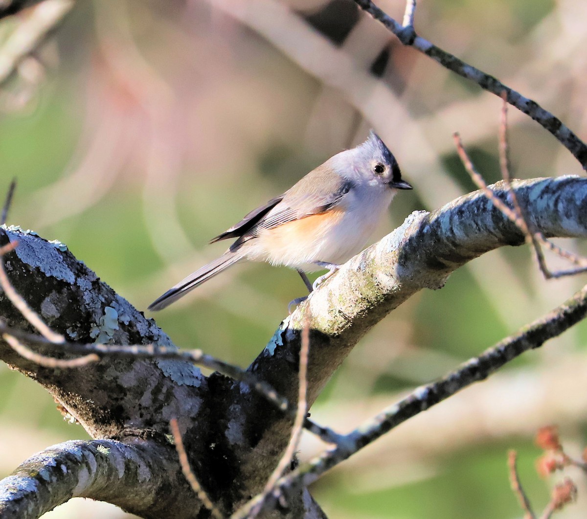 Tufted Titmouse - ML626534208