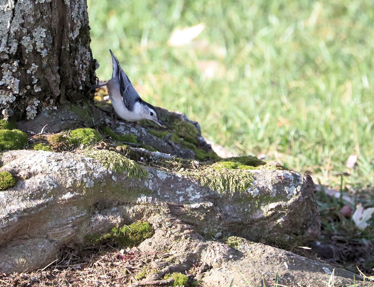 White-breasted Nuthatch - ML626534218