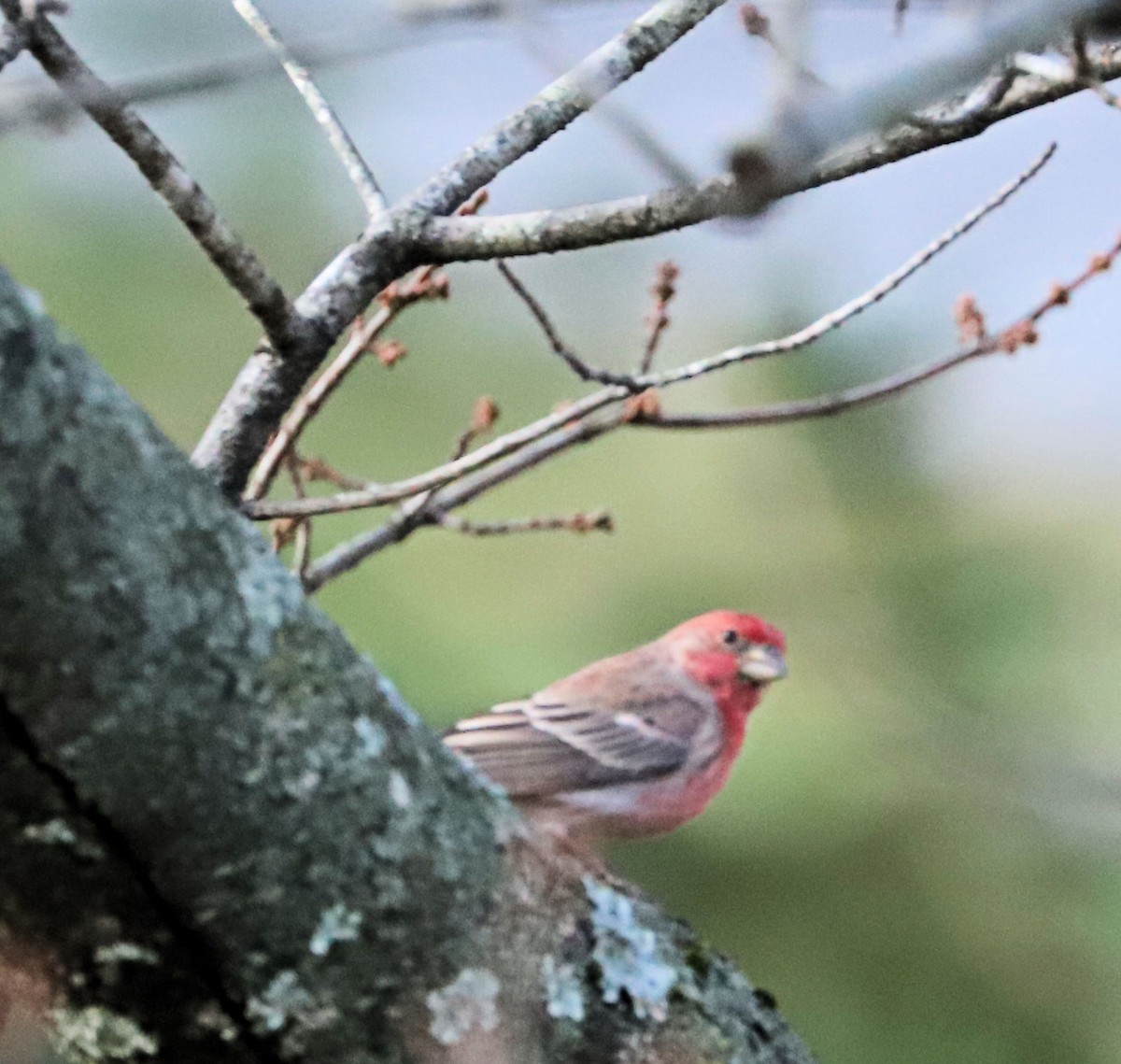 House Finch - ML626534235