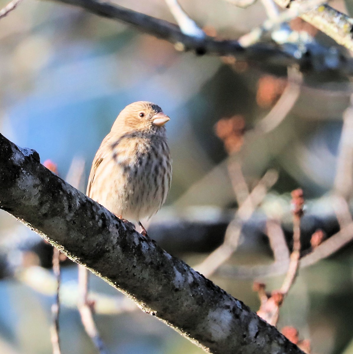 House Finch - ML626534239