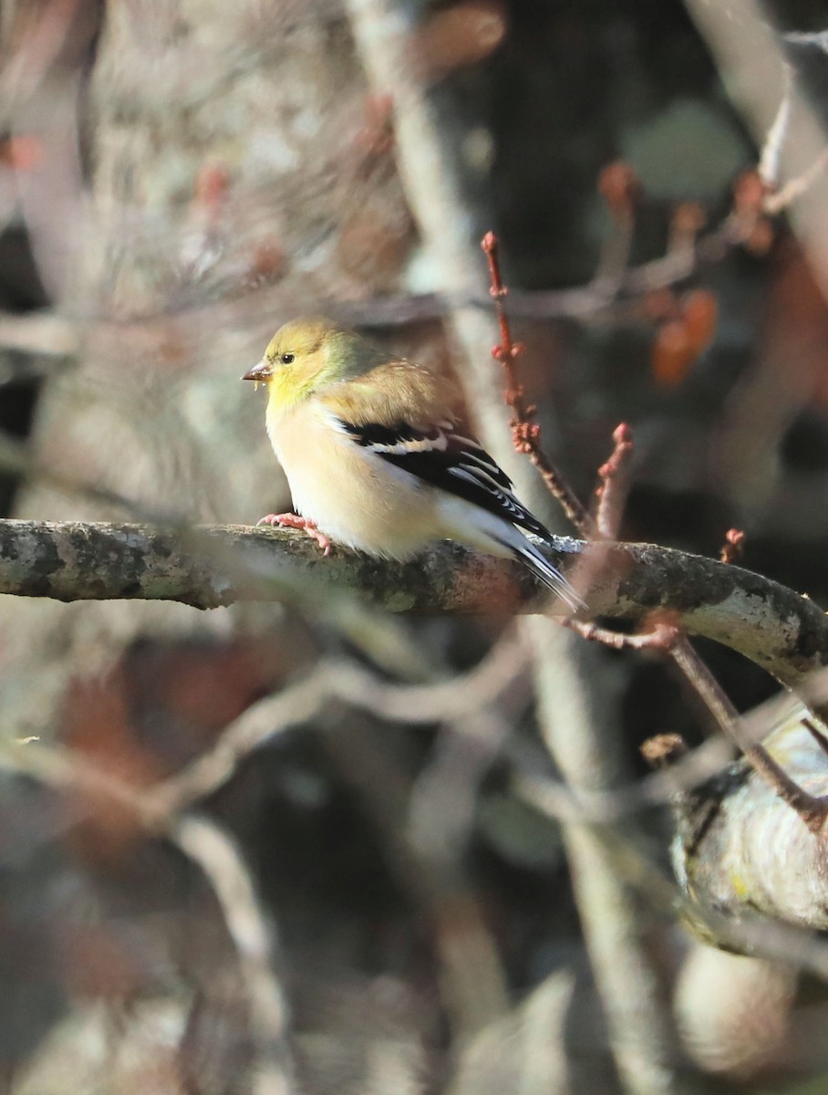 American Goldfinch - ML626534258