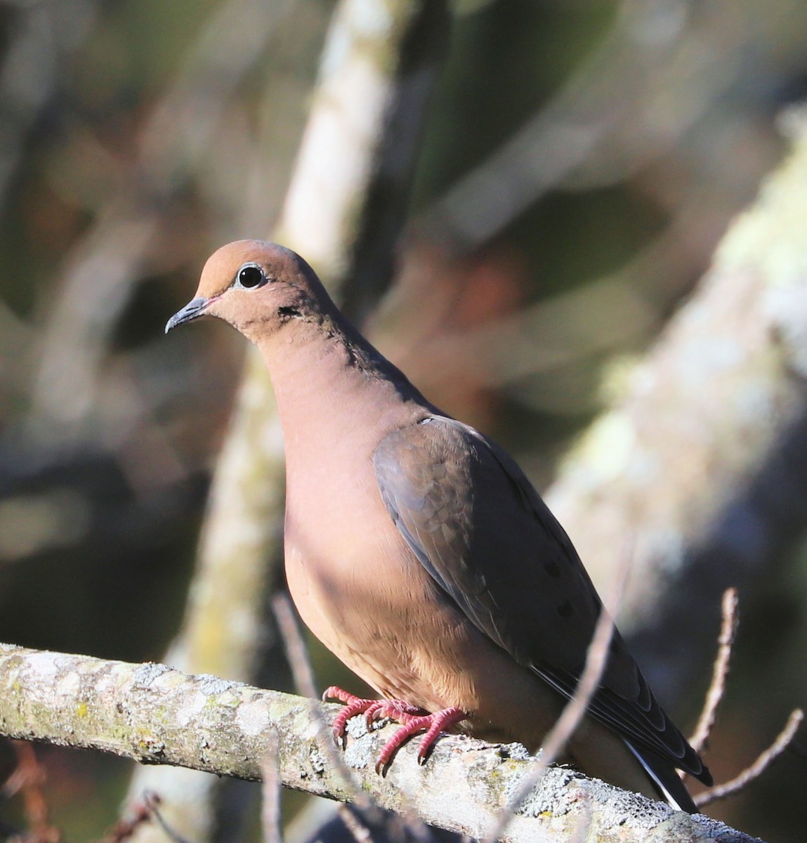 Mourning Dove - ML626534277