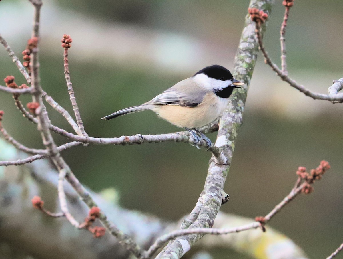 Carolina Chickadee - ML626534306