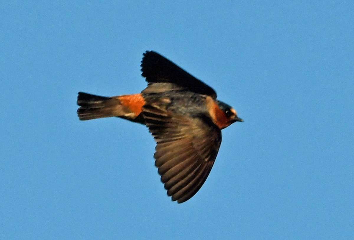 Cliff Swallow - ML626534320