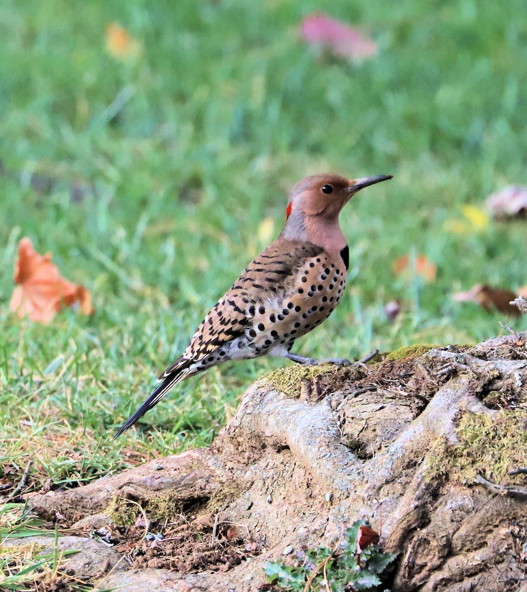 Northern Flicker - ML626534538