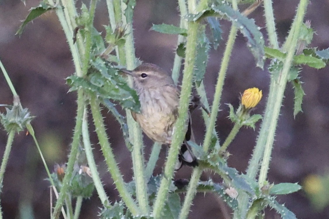 Palm Warbler - ML626534592