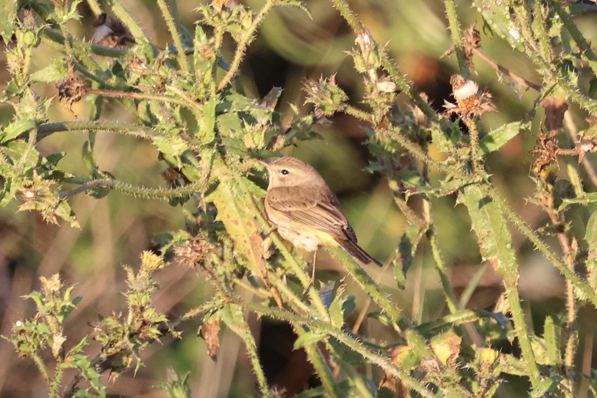 Palm Warbler - ML626534593