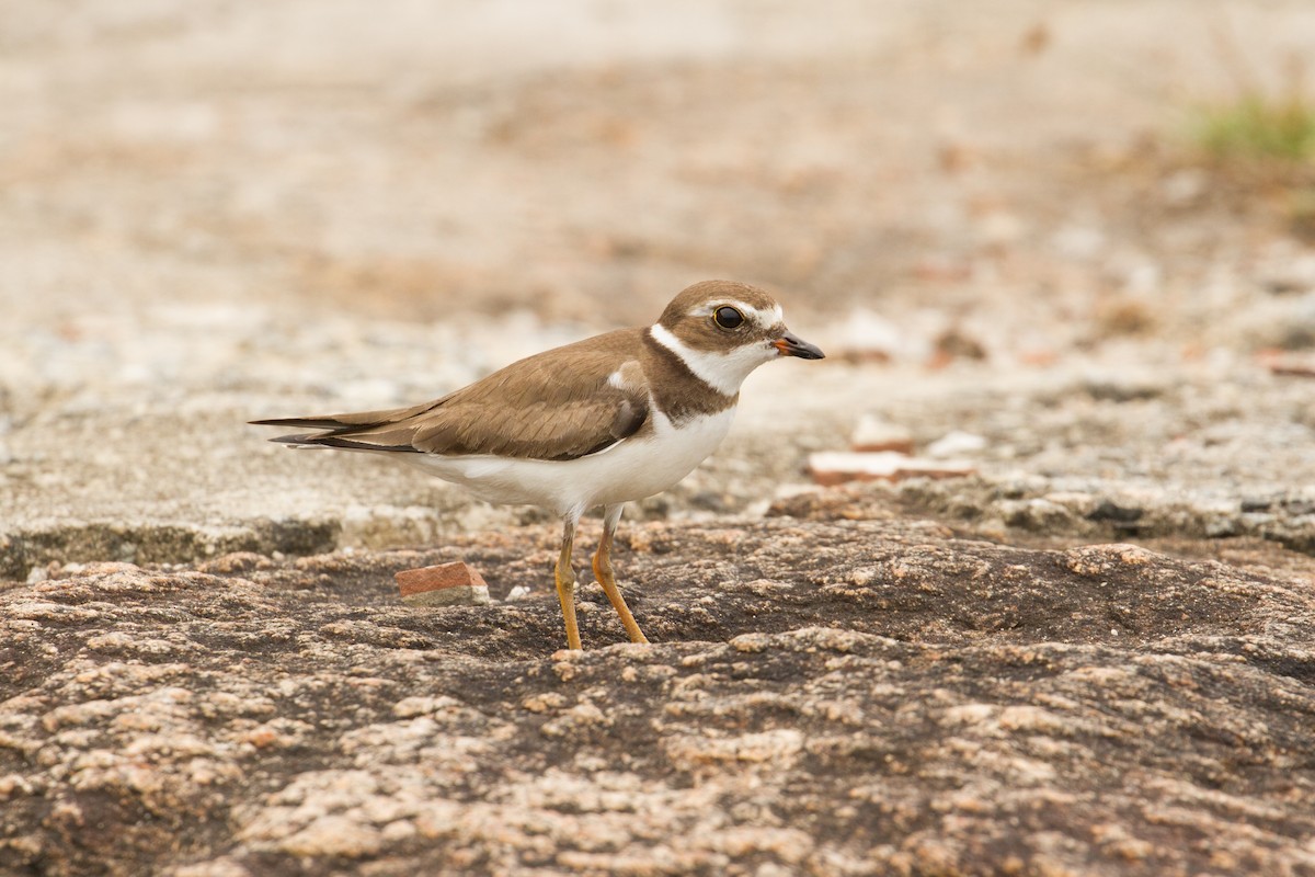 Semipalmated Plover - ML626534636