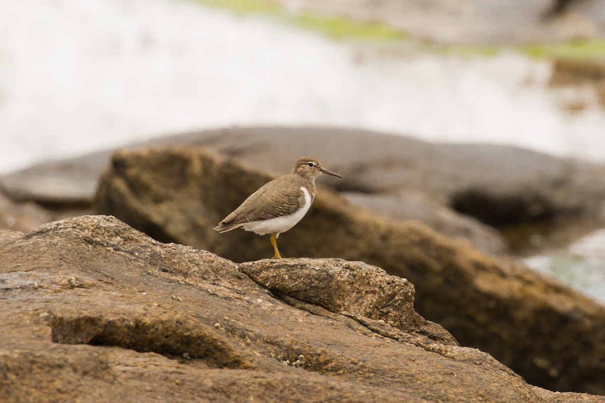 Spotted Sandpiper - ML626534644