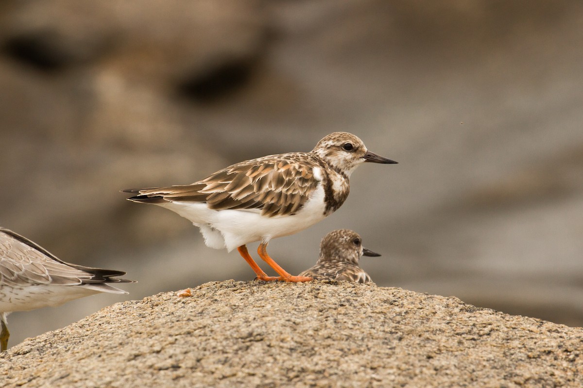 Ruddy Turnstone - ML626534657