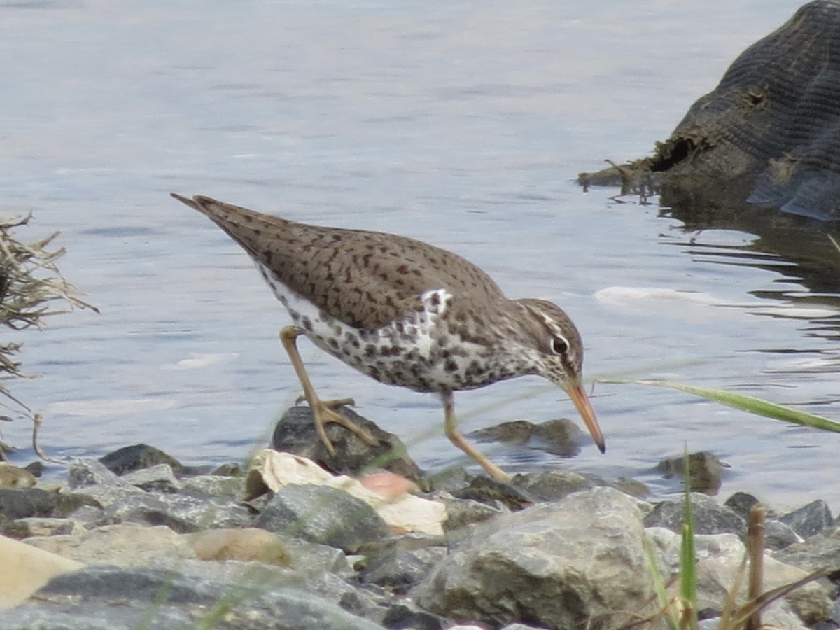 Spotted Sandpiper - ML626534733