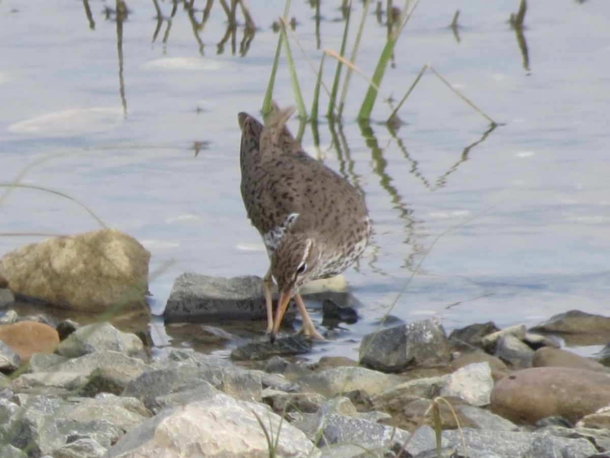 Spotted Sandpiper - ML626534734