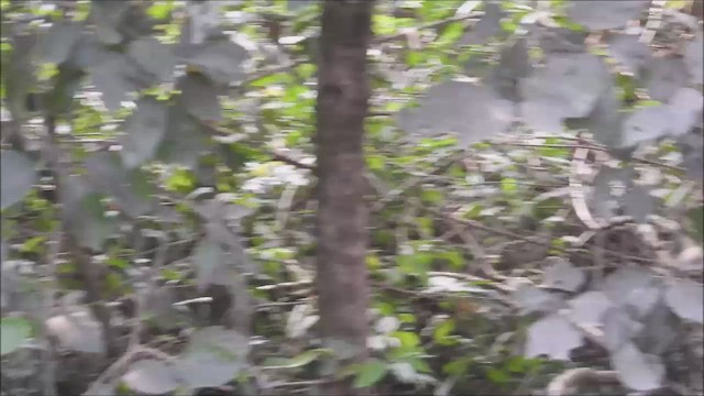 Speckled Piculet - ML626534814