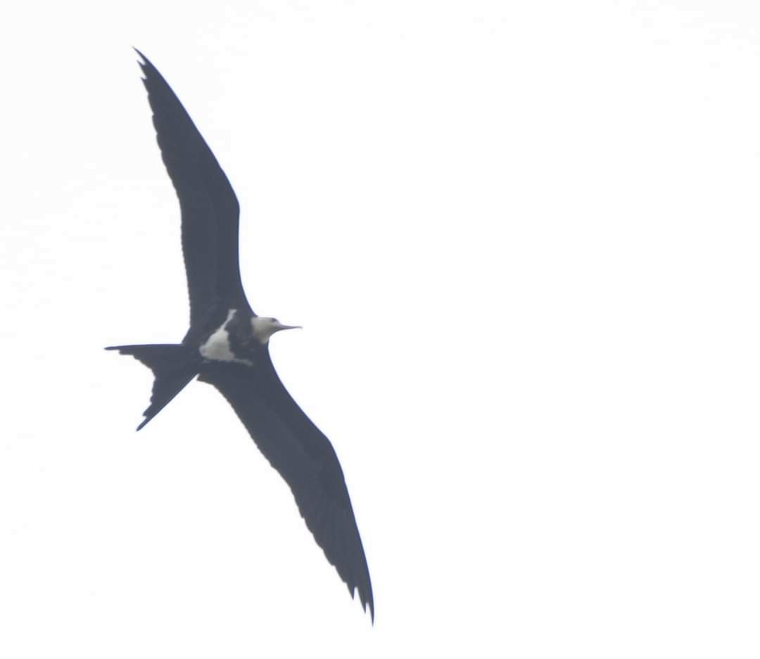 Christmas Island Frigatebird - ML626535089