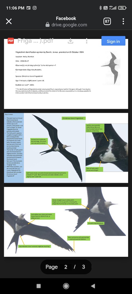 Christmas Island Frigatebird - ML626535090