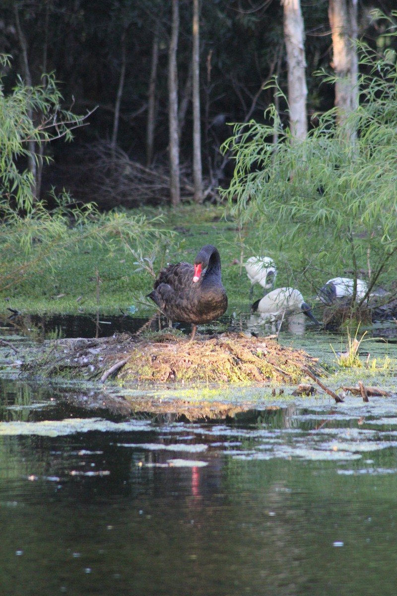 Black Swan - ML626535271