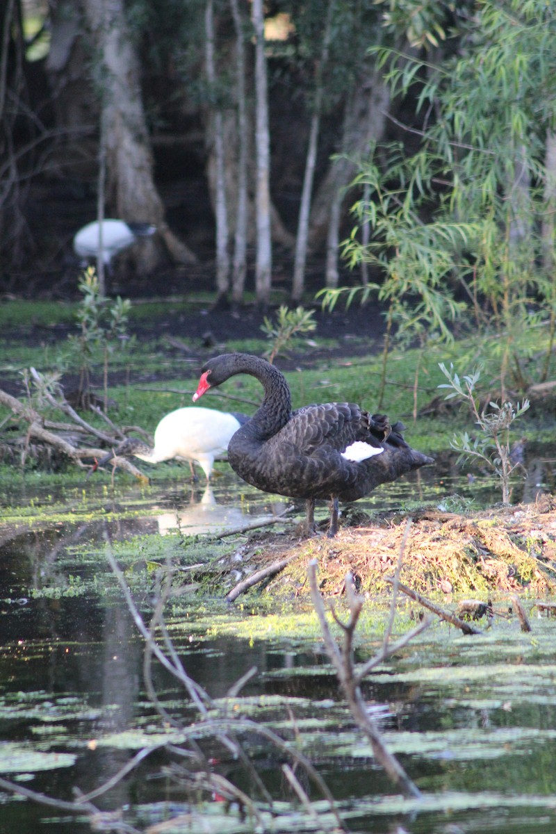 Black Swan - ML626535272