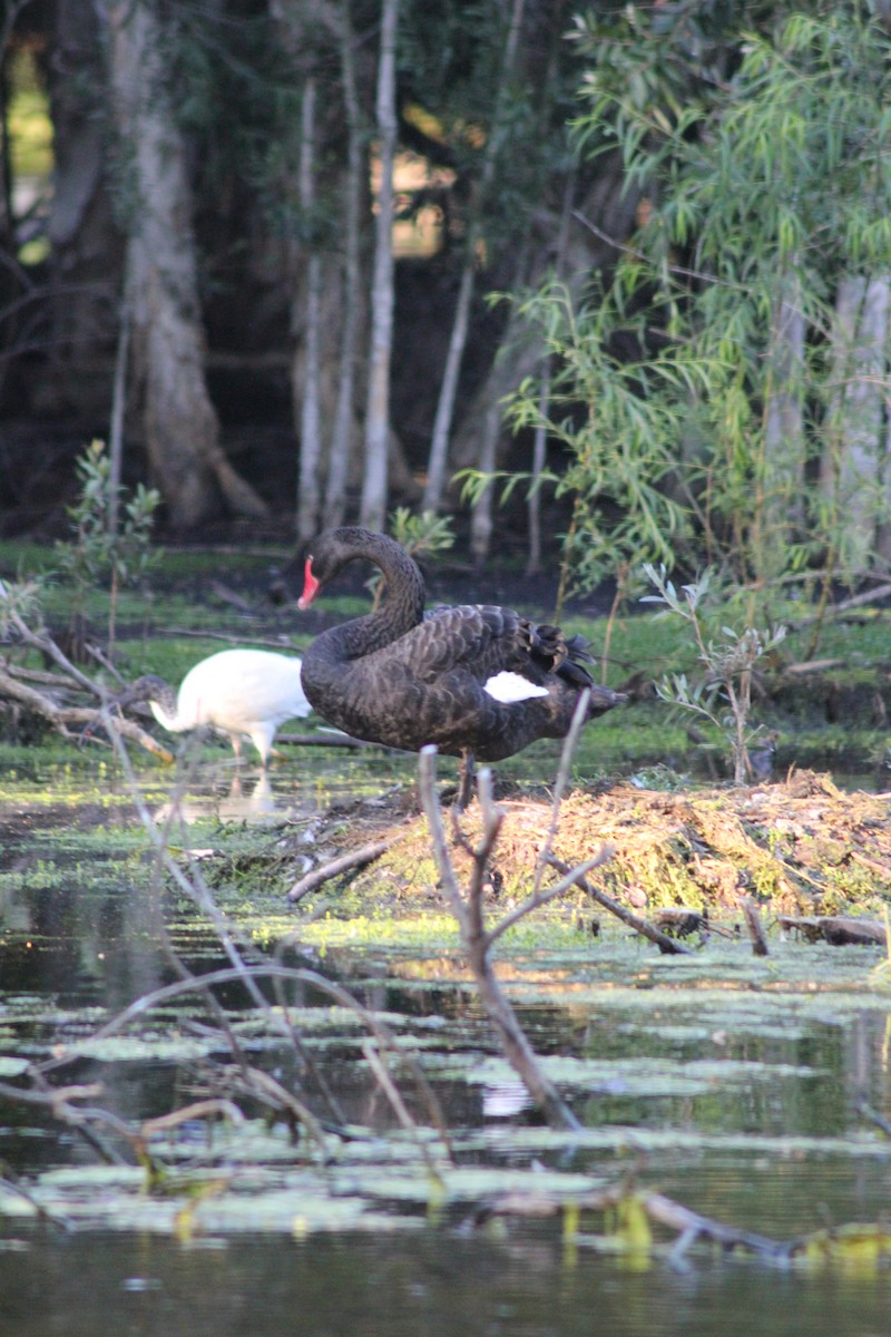 Black Swan - ML626535273
