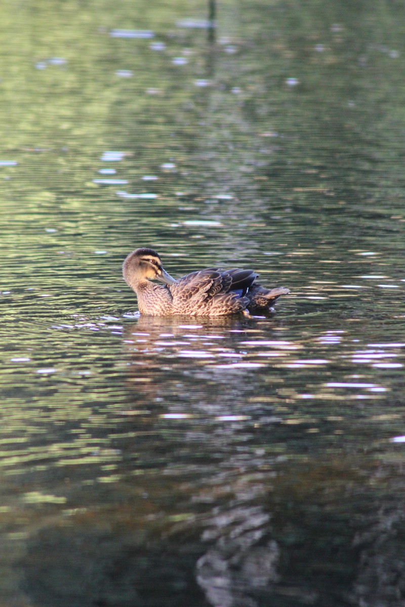 Pacific Black Duck - ML626535279