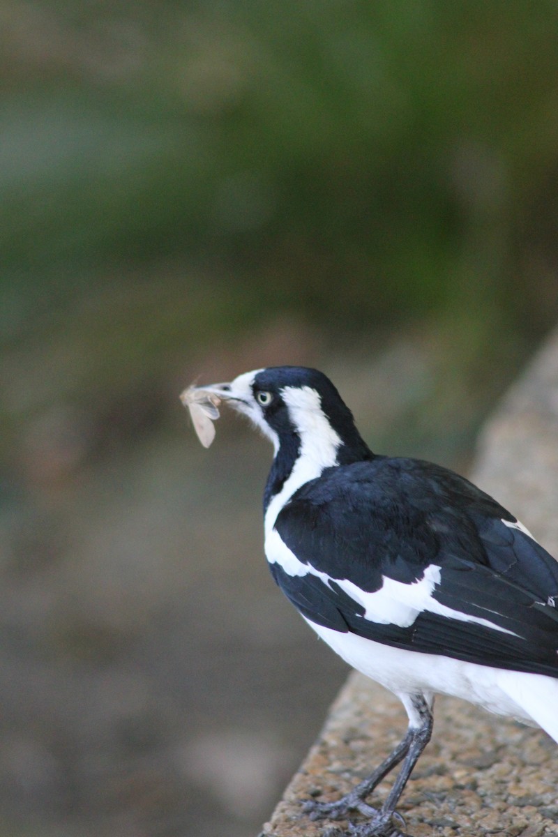 Magpie-lark - ML626535296