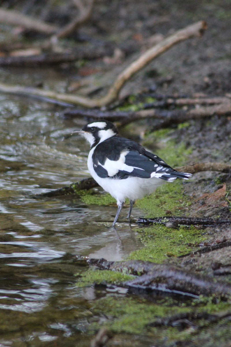 Magpie-lark - ML626535297