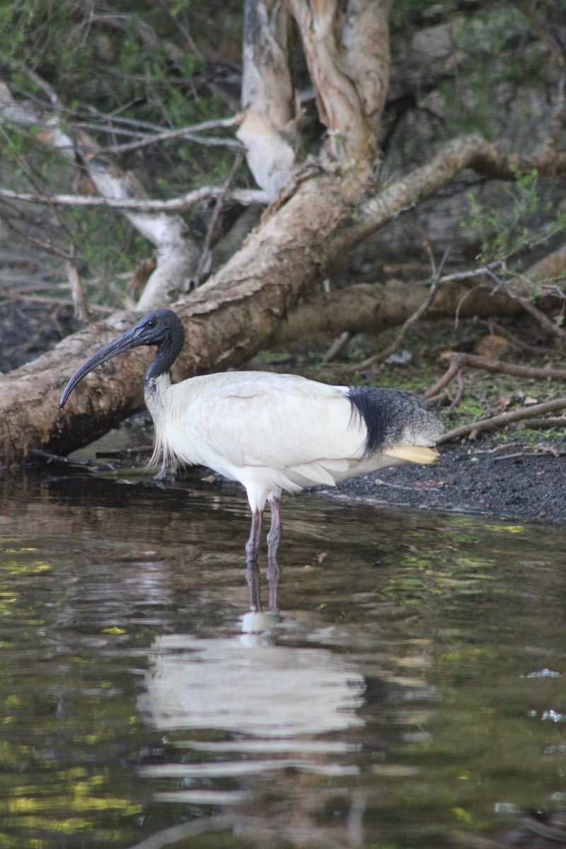 Australian Ibis - ML626535313