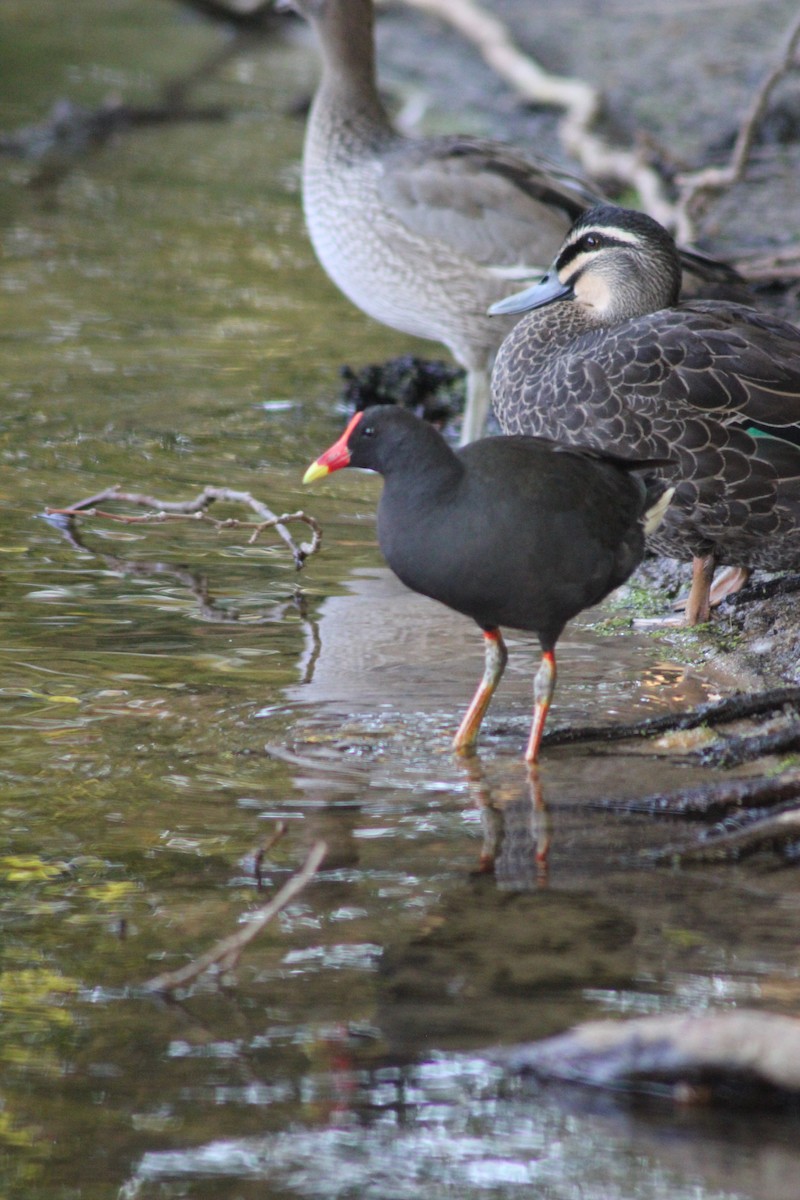 Dusky Moorhen - ML626535324
