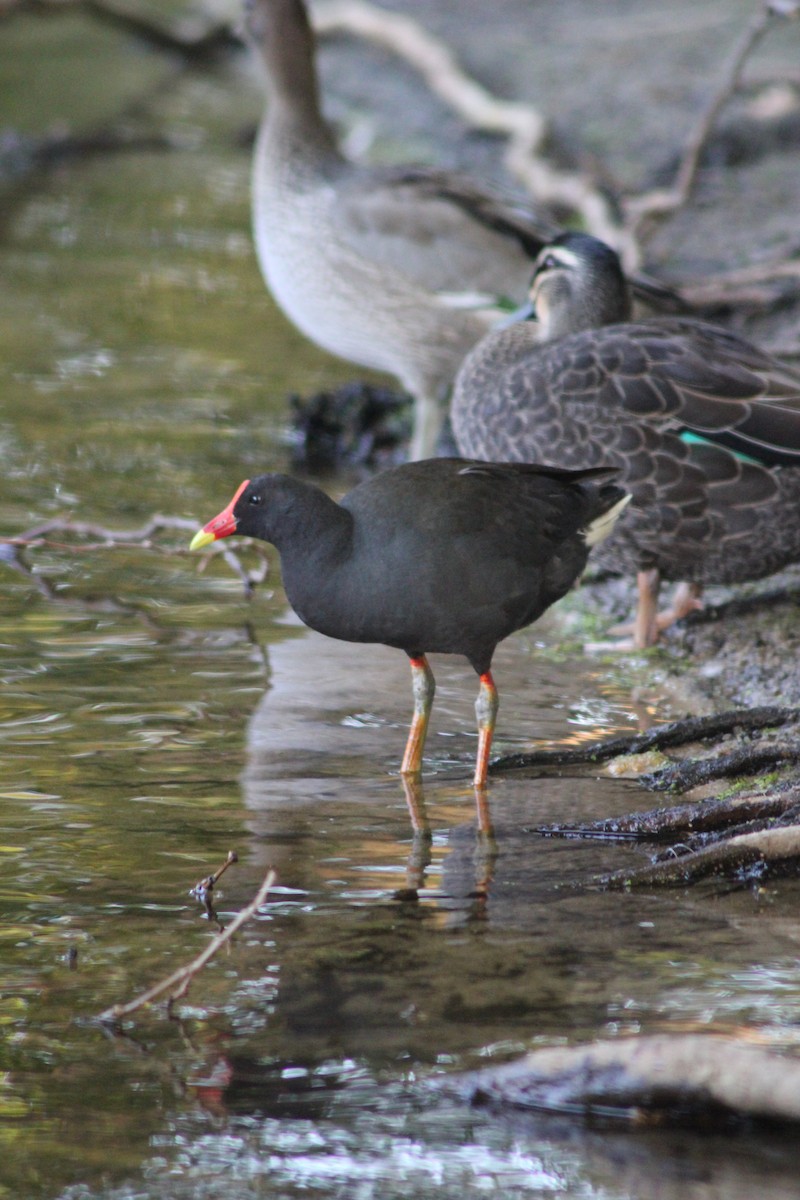 Dusky Moorhen - ML626535325