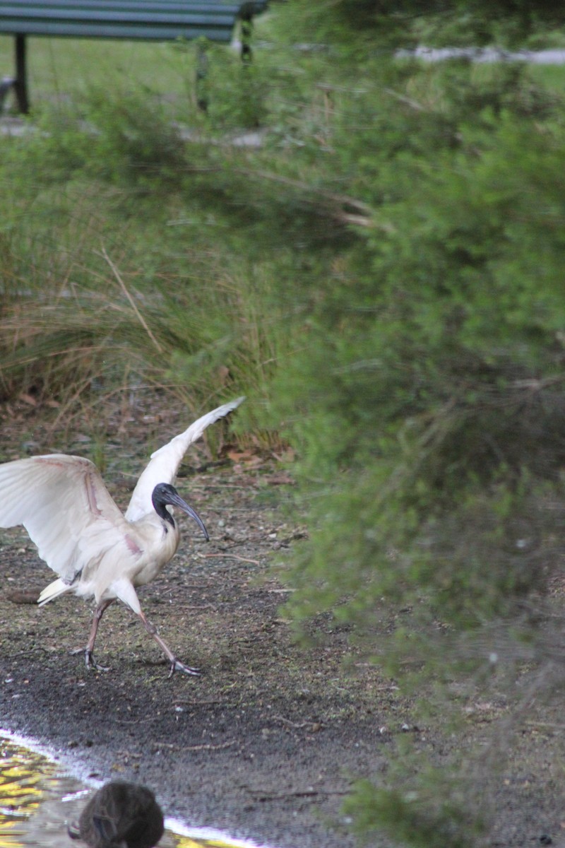 Australian Ibis - ML626535328