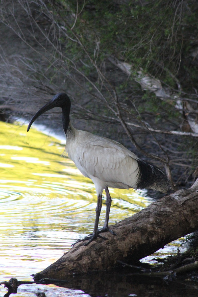 Australian Ibis - ML626535330