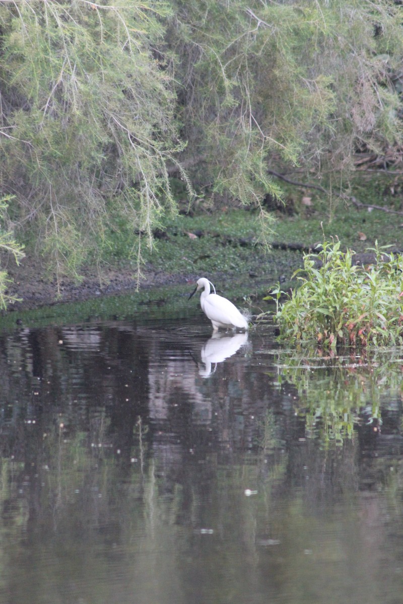 Little Egret - ML626535333