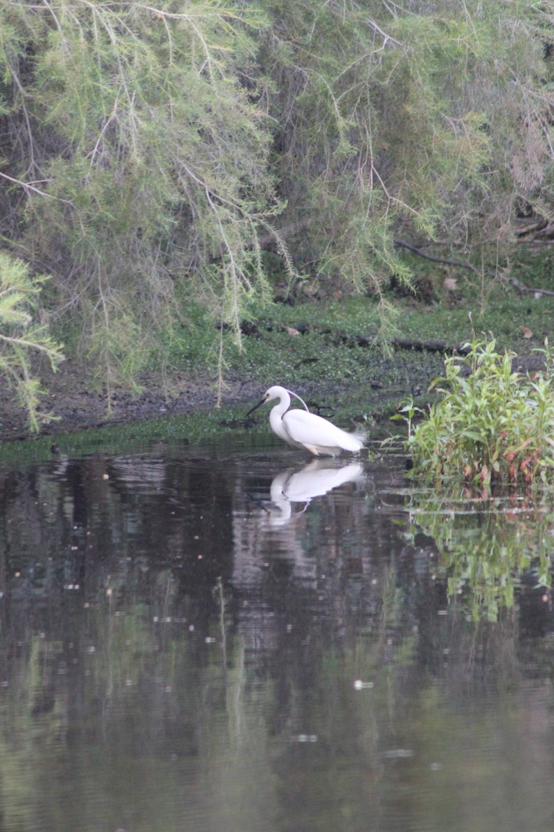 Little Egret - ML626535334
